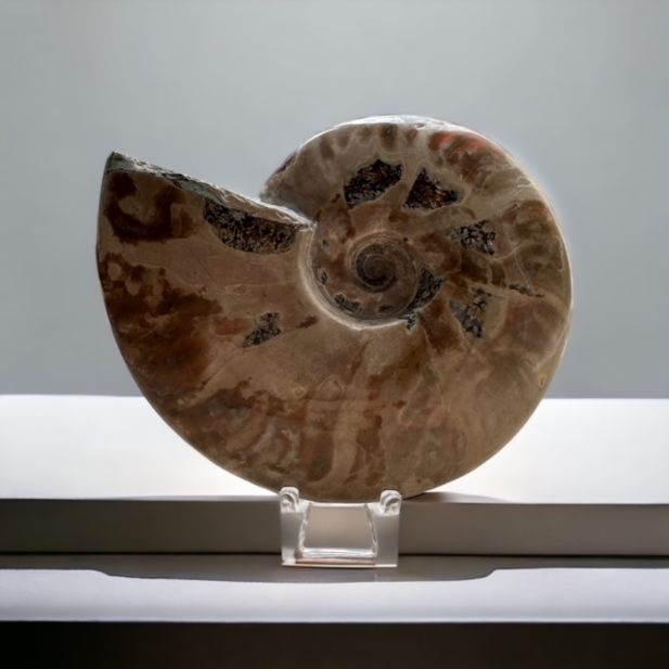 Ammonite nacré 126